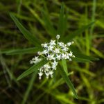 Longleaf Milkweed