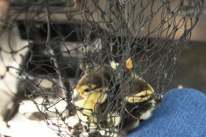 Three Muscovy ducklings in a net