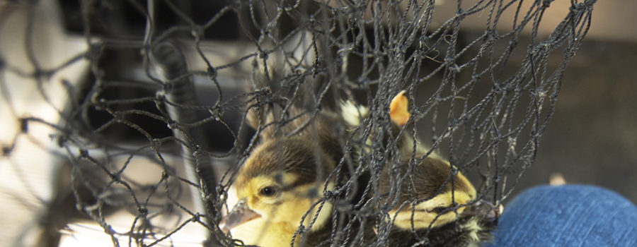 Three Muscovy ducklings in a net