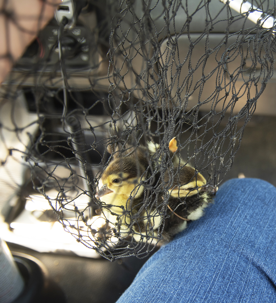 Three Muscovy ducklings in a net