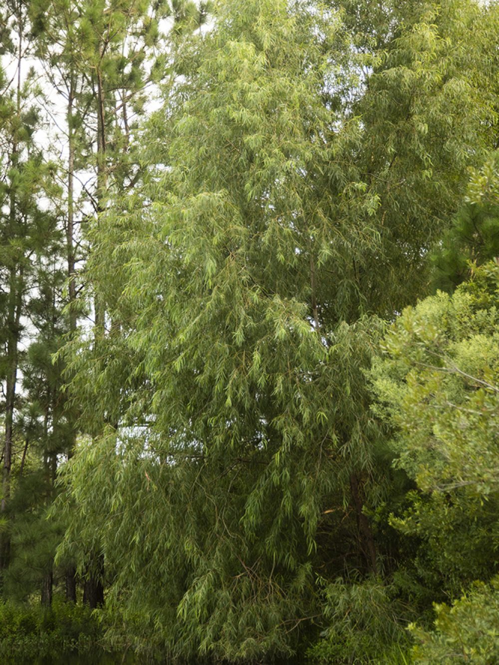 Black Willow, Salix nigra