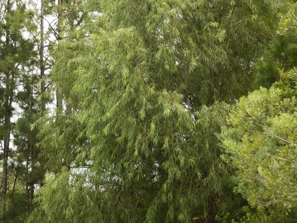 Black Willow, Salix nigra