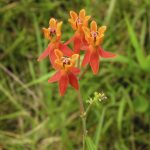 Fewflower Milkweed