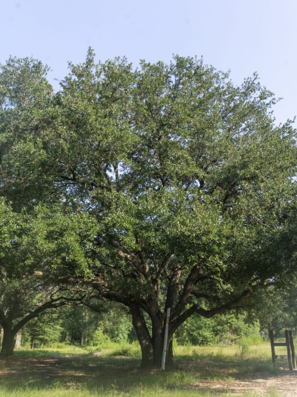 Live Oak, Quercus virginiana