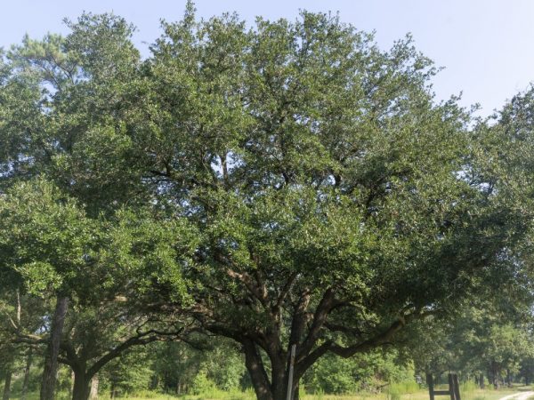 Live Oak, Quercus virginiana