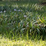 Wetland Native Blue Iris