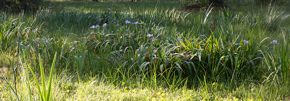 Native Blue Flag iris in the wetland ecosystem at Vista Farm