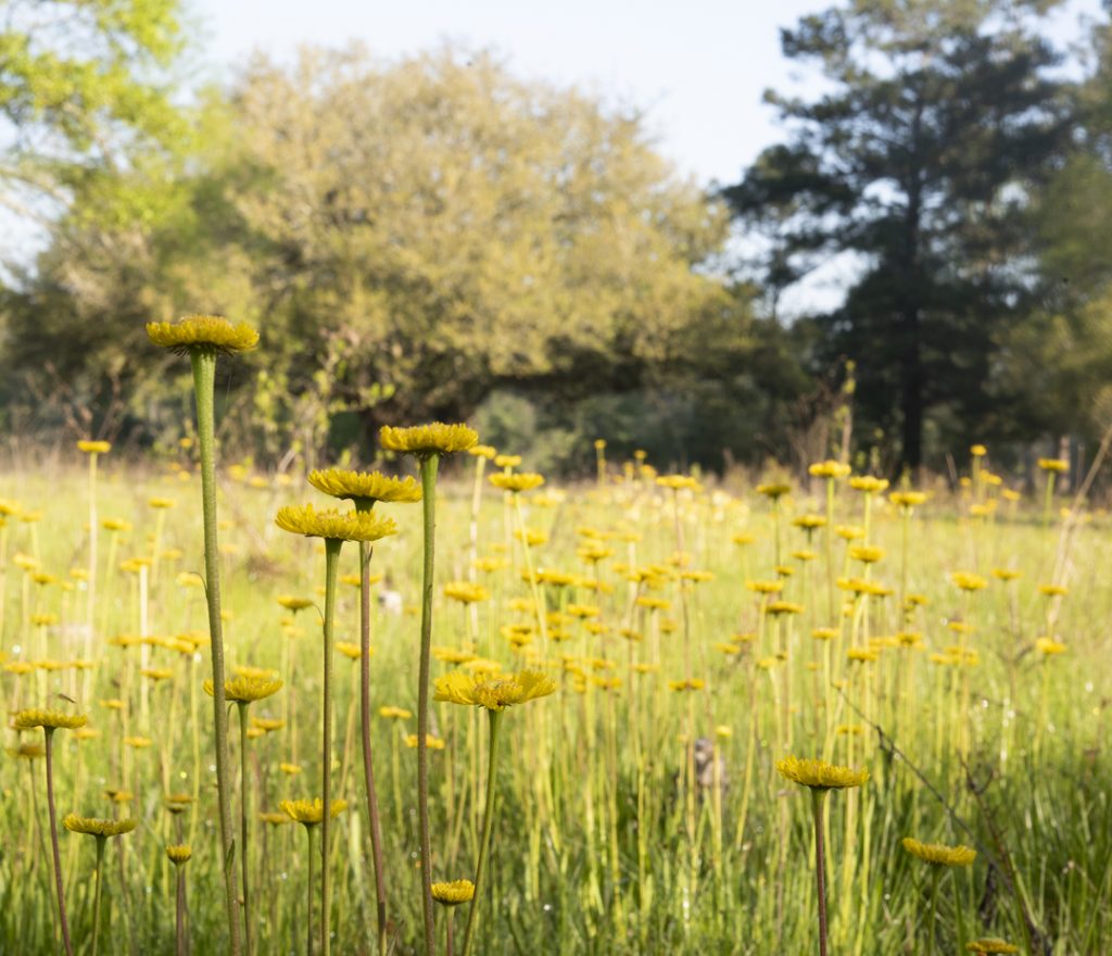 A field of bright yellow helenium wildflowers in the flatwood meadow ecosystem at Vista Farm
