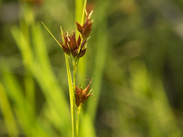 Beaksedge, Genus Rhynchospora