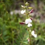 Hoarypeas