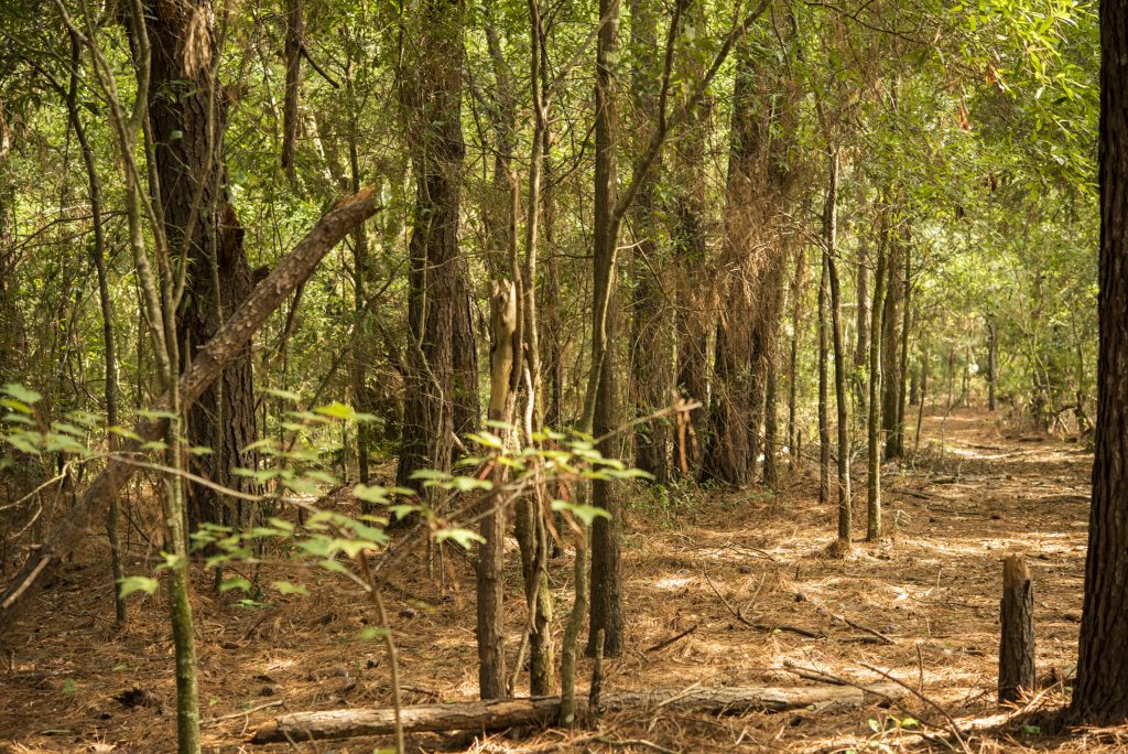 The pine flatwood forest