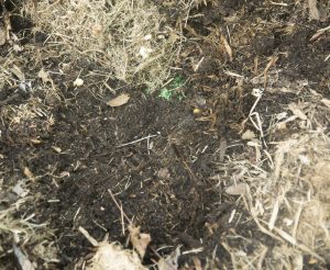 organic matter with dirt and dead grass