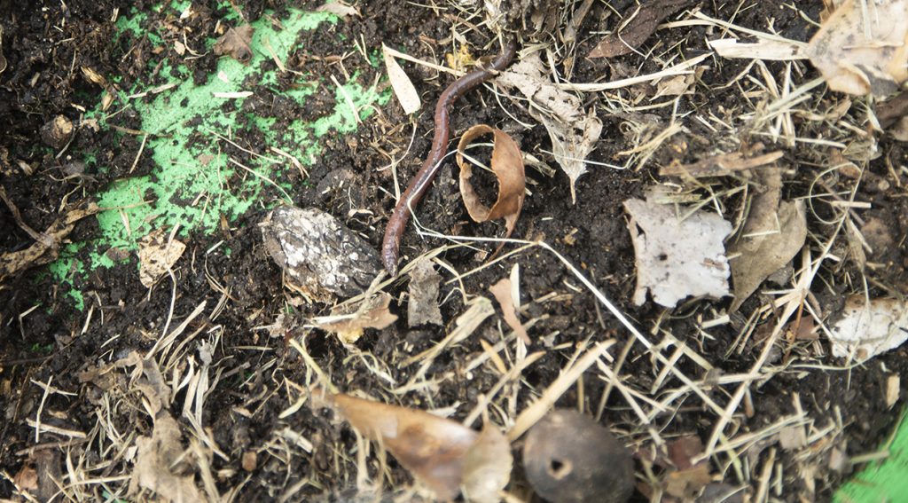 A red earthworm in a compost pile with dead leaves