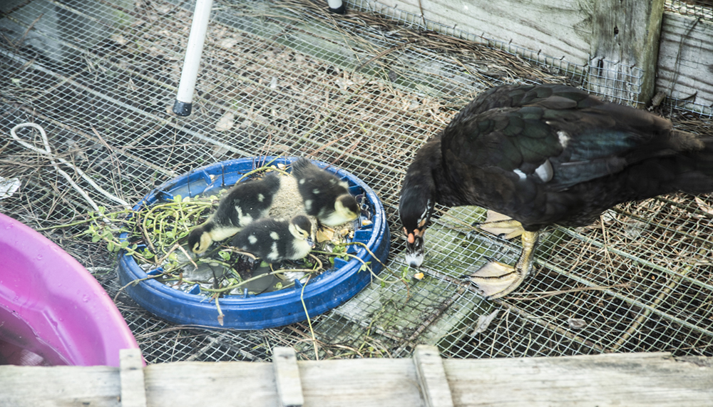 Muscovy babies