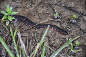 Louisiana Mud Snake, Farancia abacura