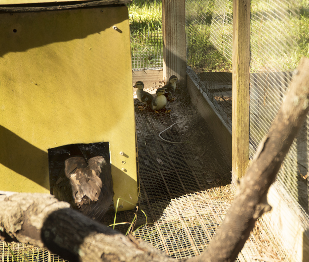 Muscovy hen and three new babies