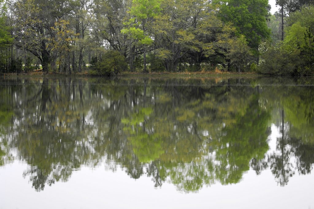 the six-acre pond ecosystem at vista farm