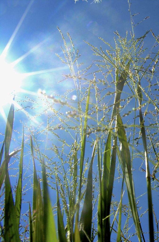 Sunlight in a blue sky shining through tall green grass