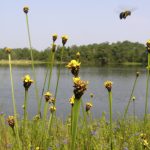 Laxleaf Yellow-eyed Grass