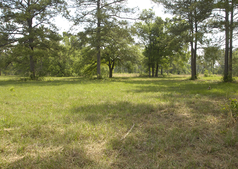 The sunny south meadow with scattered pine and oak trees.