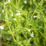 Common Axil Flower