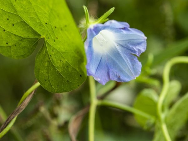 Blue Morning Glory, Ipomoea