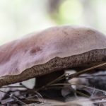 Boletus mushroom