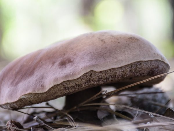 Boletus