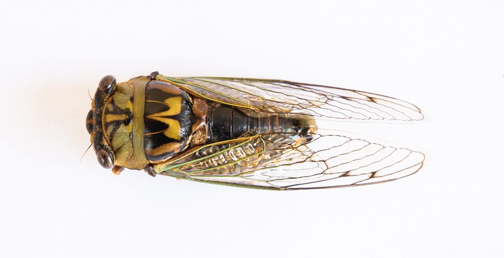 Cicada, superfamily Cicadoidea, probably Megatibicen resh