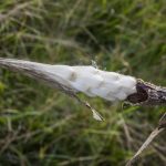 Milkweed Seeds