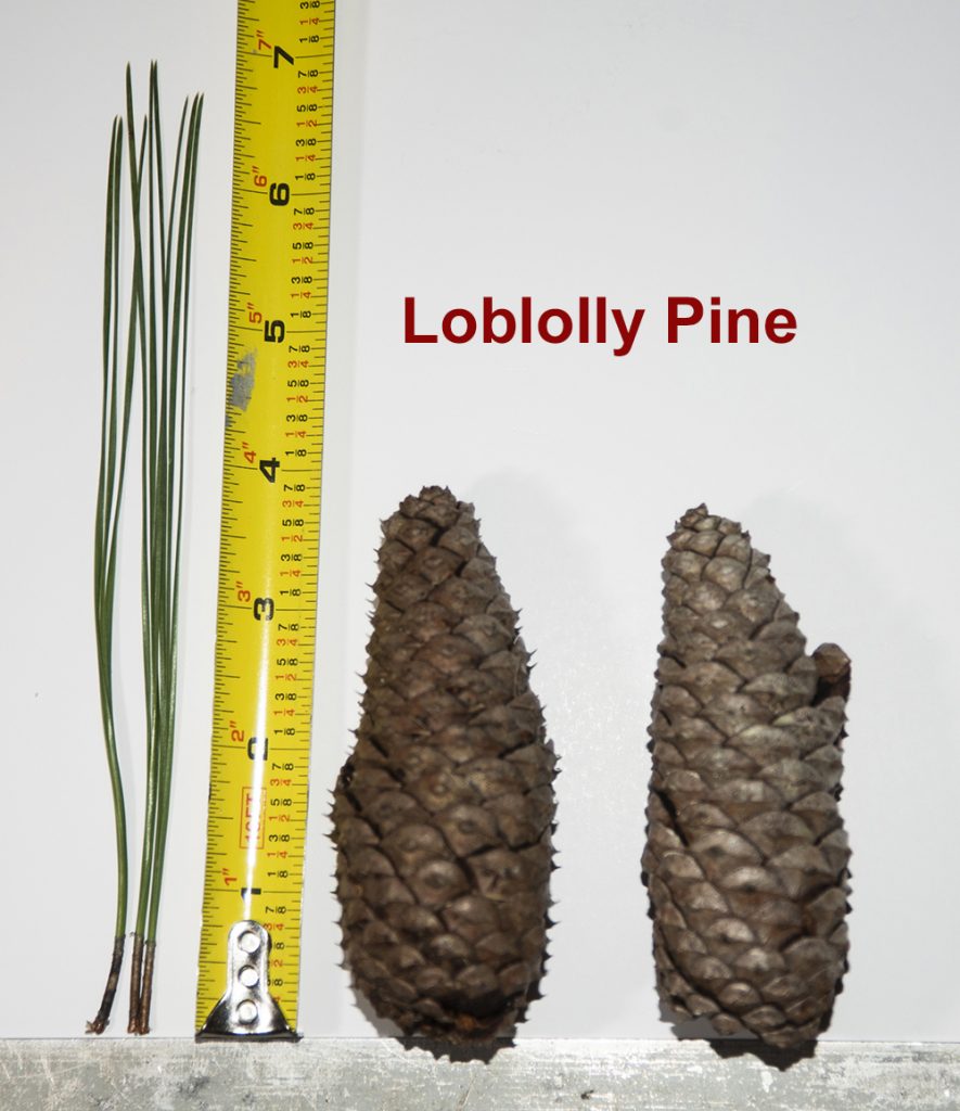 Measurment of Loblolly needles and cones