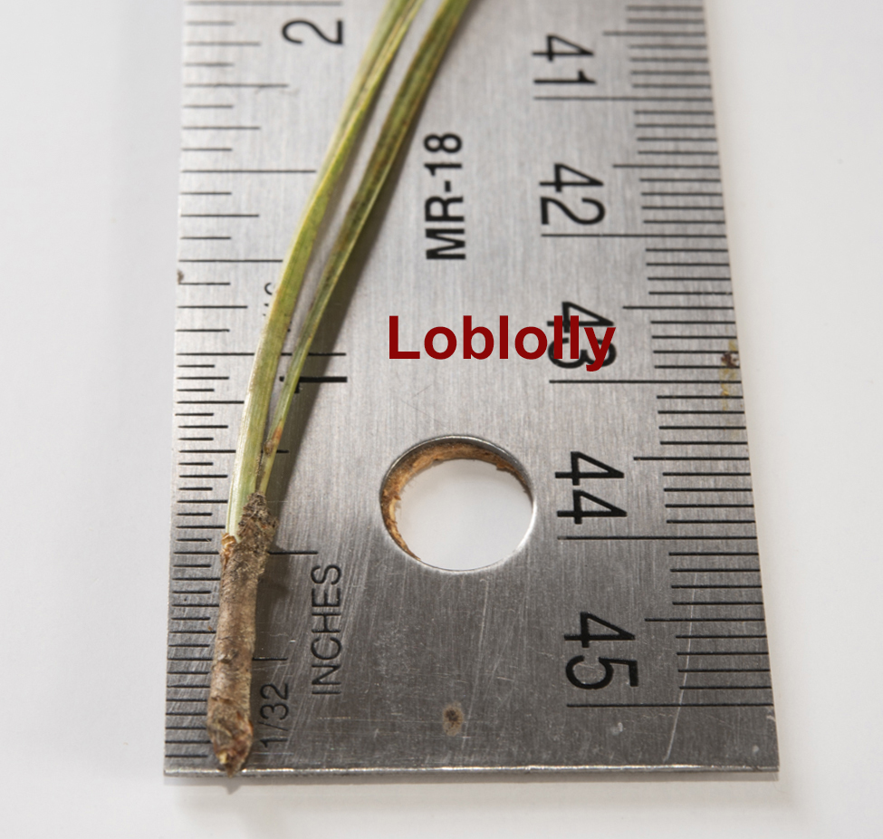 Measurement of the sheath holding Loblolly pine needles