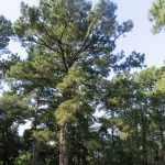 Loblolly Pine