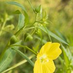 Mexican Primrose