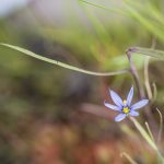 Narrow-leaved Blue-eyed Grass