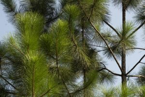 Slash Pine saplings