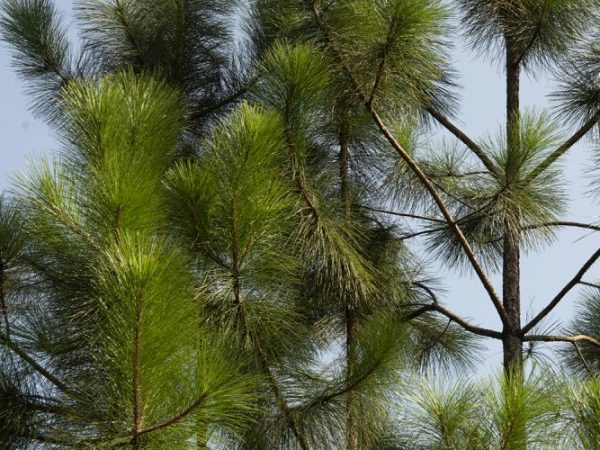 Slash Pine saplings