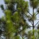Loblolly or Slash–Which Pine Is It?