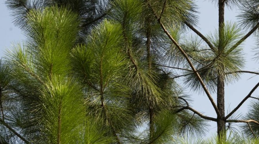 Slash Pine saplings