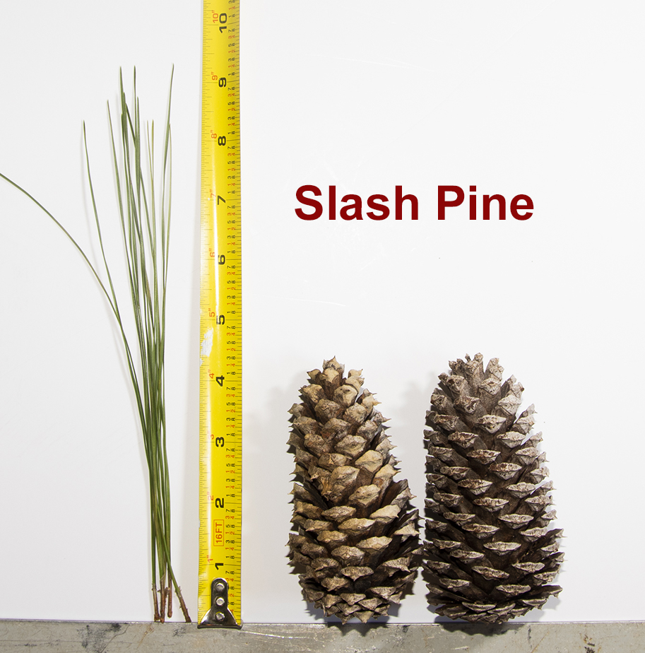 Measurement of Slash Pine needles and cones