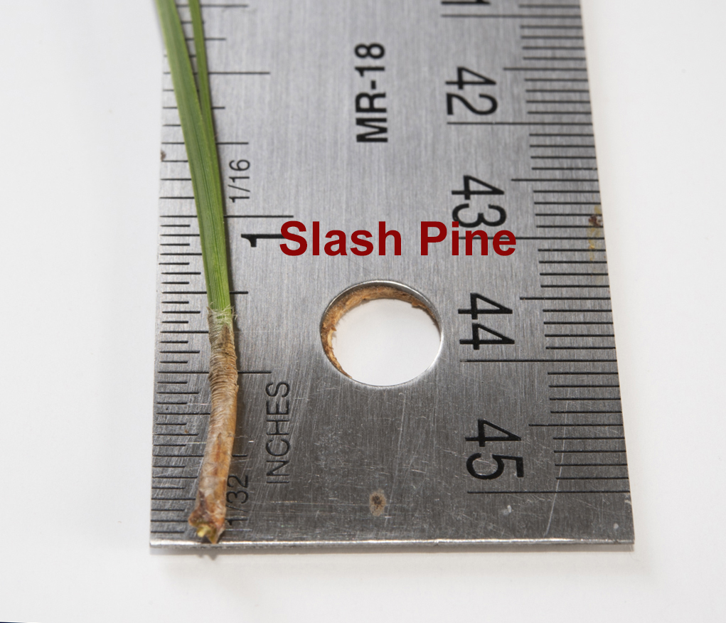 Slash Pine Sheath