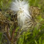 Thistle seeds