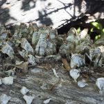 Turkey Tail fungi