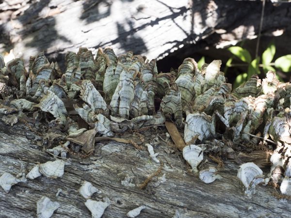 Turkey Tail fungi