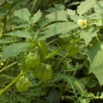 Cutleaf Groundcherry, a Nightshade