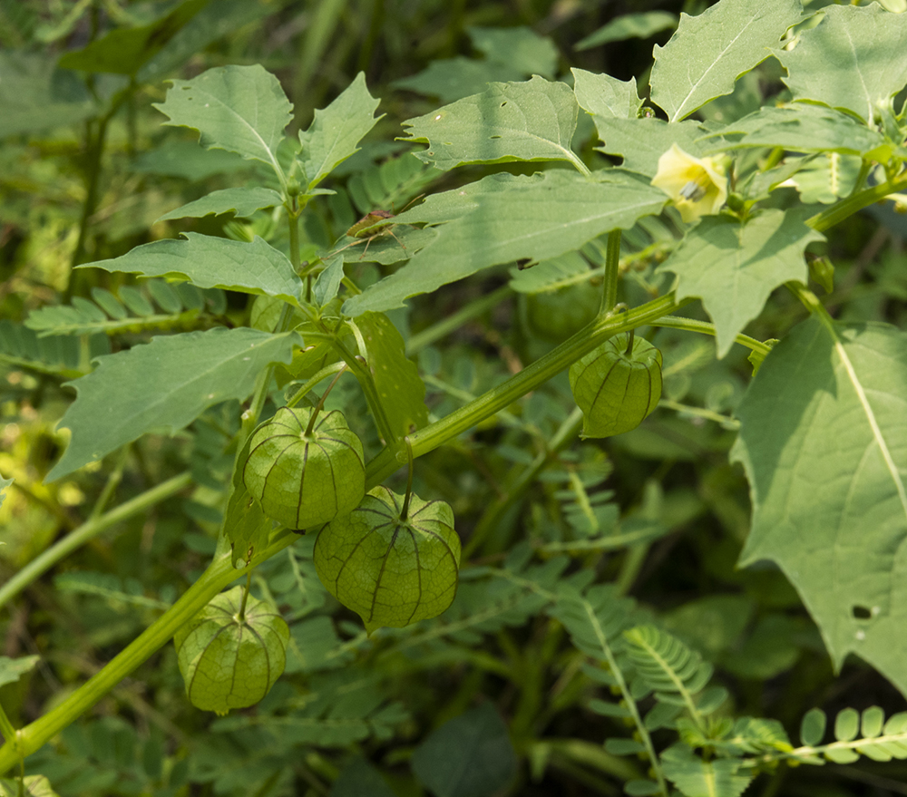 Cutleaf Groundcherry, a Nightshade