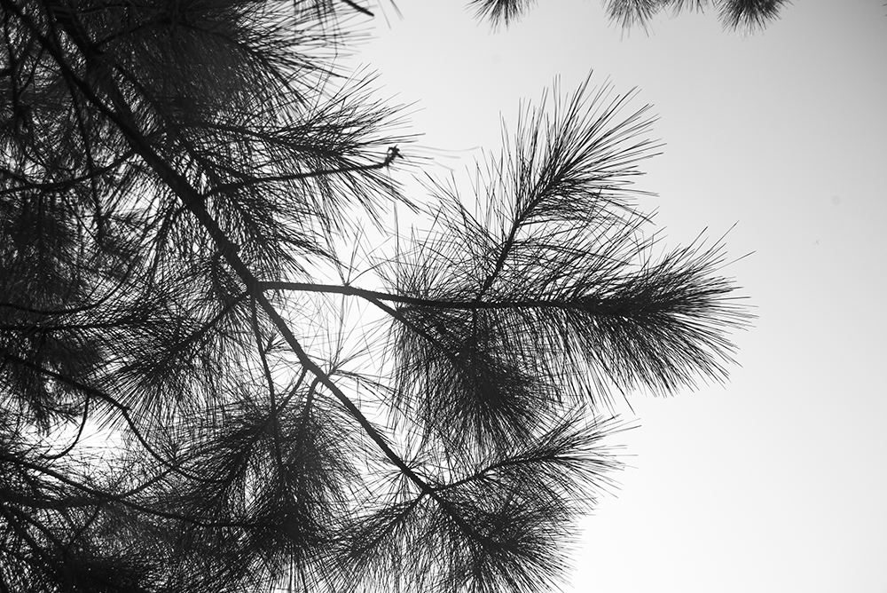 Limb of a Slash Pine in silhouette showing the broom effect