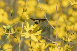 Meadow American Bumble Bee