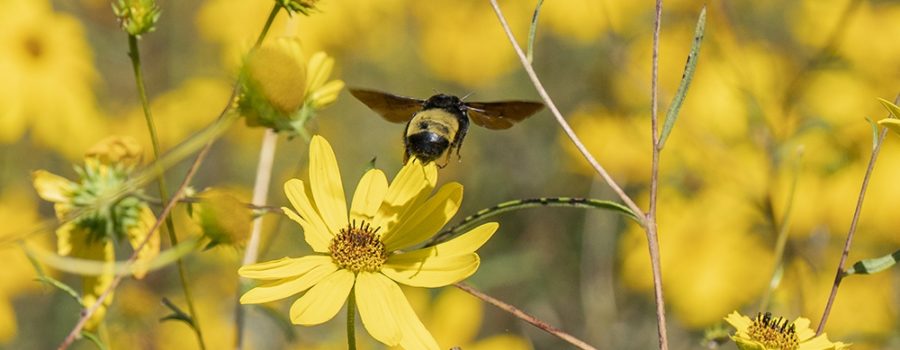 Meadow American Bumble Bee