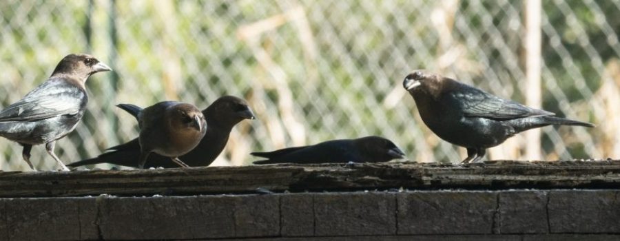 Brown-headed Cowbird